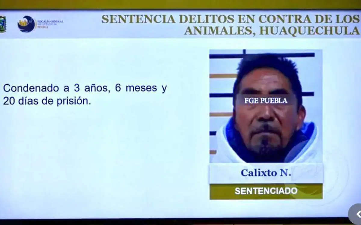 Hombre asesina a tiros a perrita en venganza por haber matado a su gata