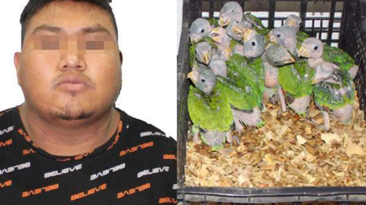 detenido con  loros en la CAPU