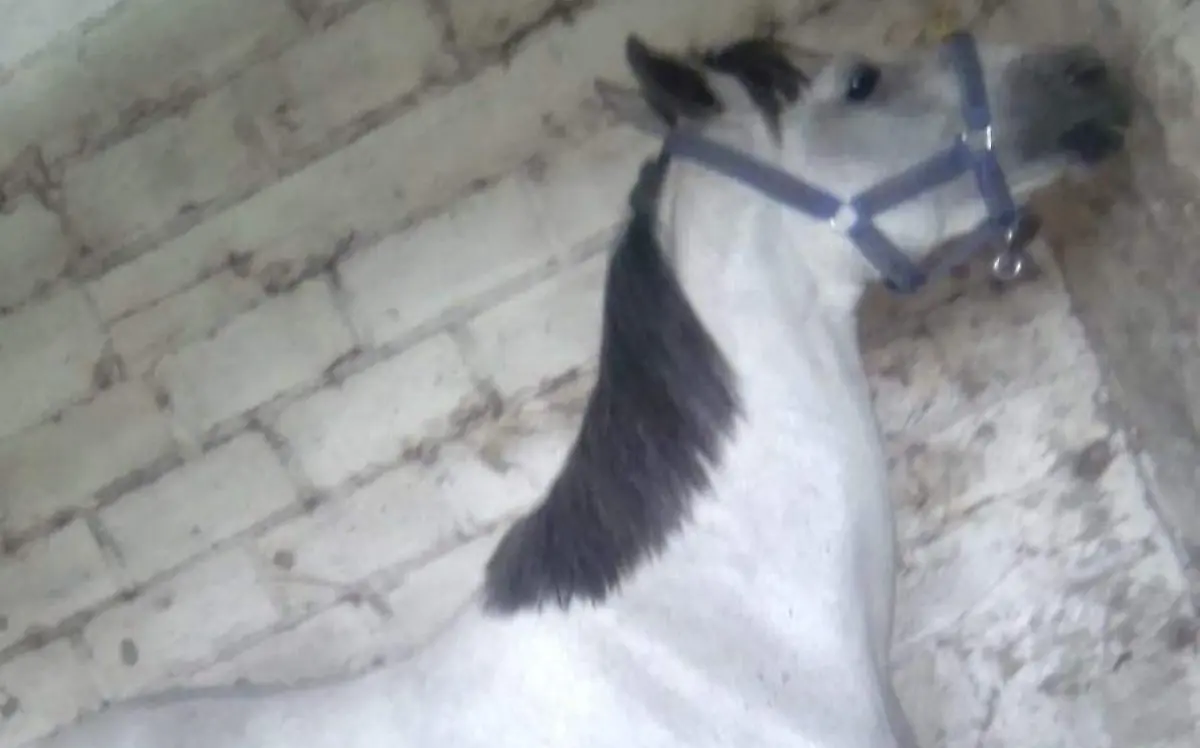 caballo