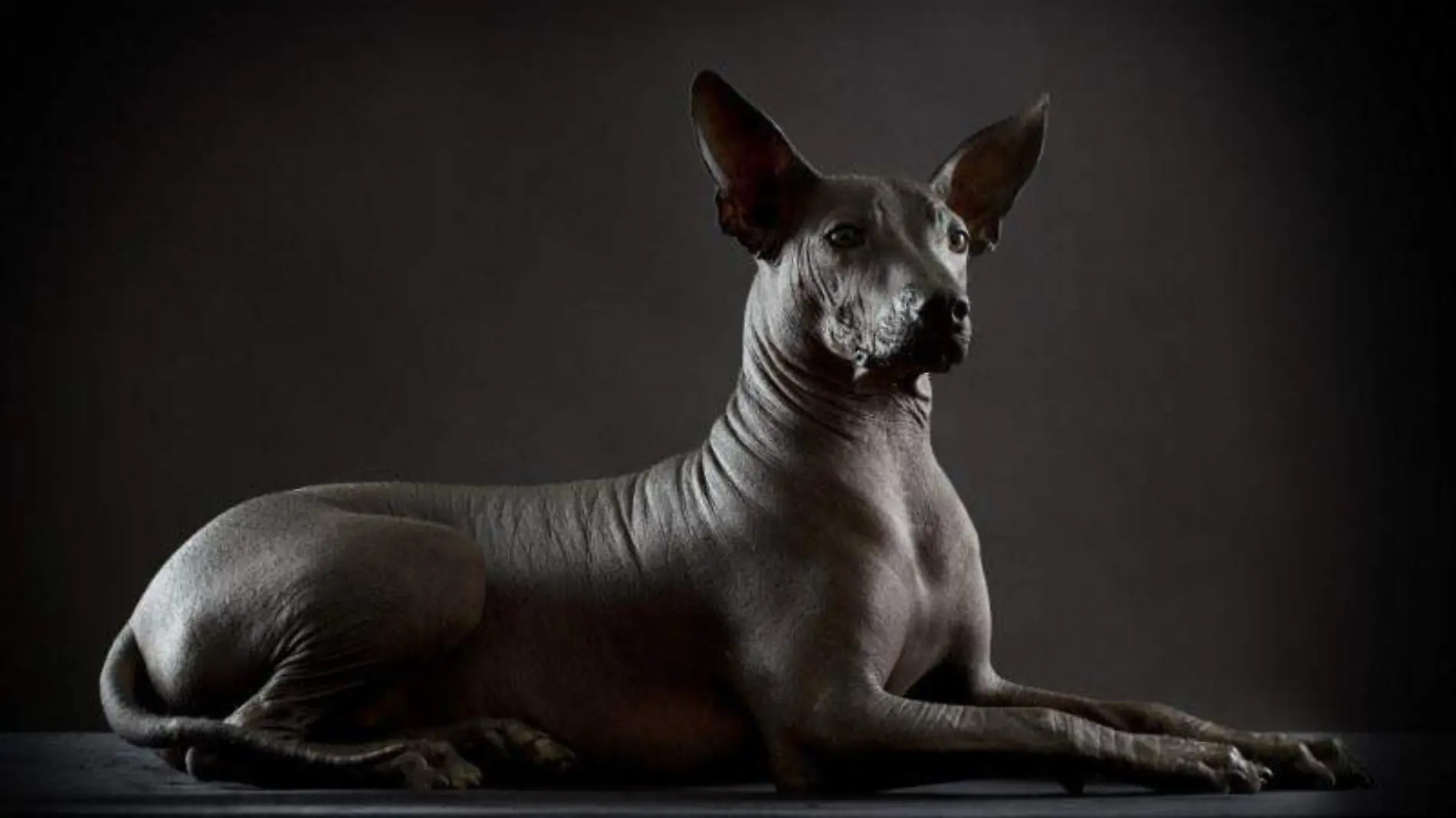 La palabra Xoloitzcuincle se origina de dos palabras de la antigua lengua de los aztecas