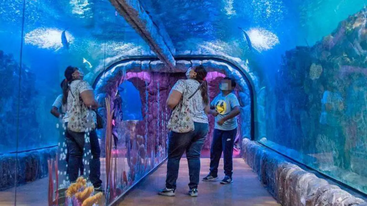Acuario-Inbursa-2
