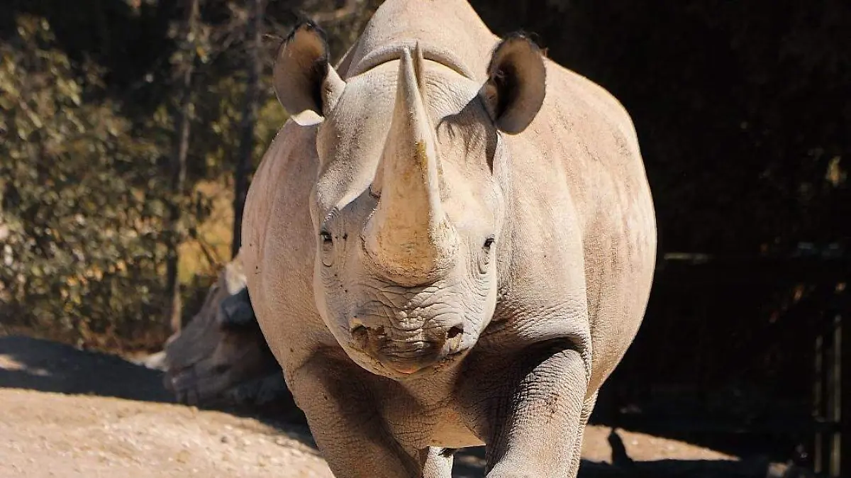 rino