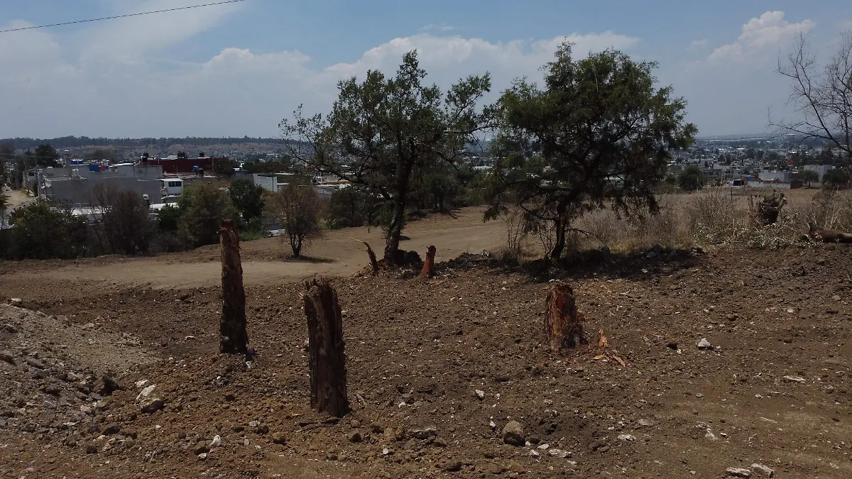 Día Nacional del Árbol: Deforestación crece aceleradamente en Puebla