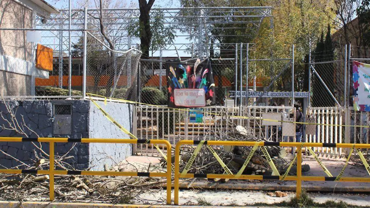 arbol caido en primaria