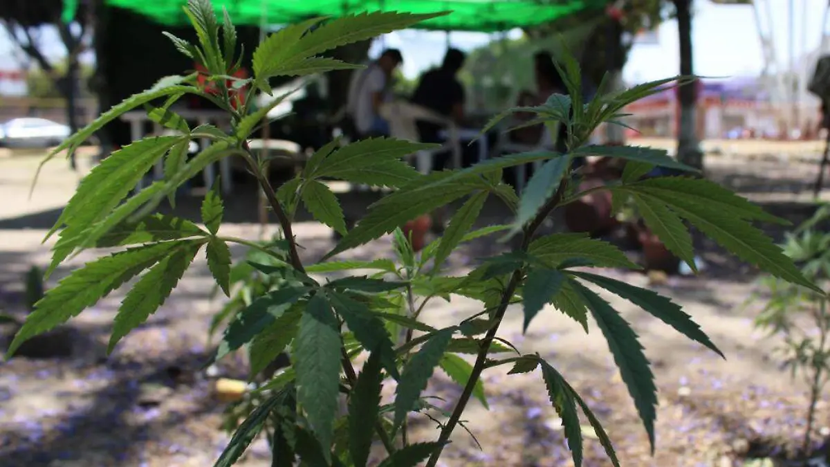 marihuana bibiana