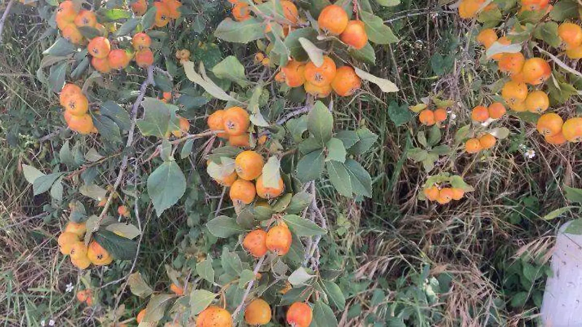 tejocote