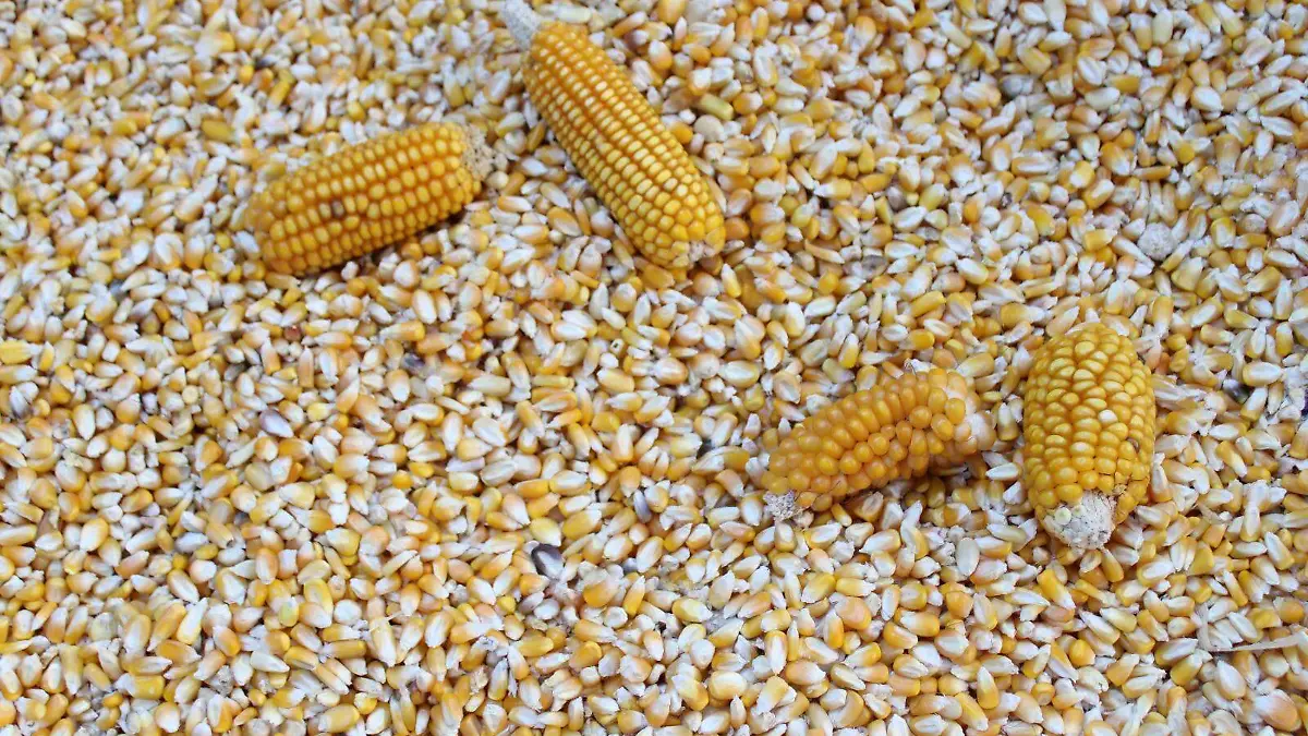 La tortilla alcanzó en el mes de enero un precio promedio 15