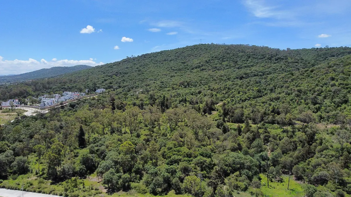 Día Nacional del Árbol: Deforestación crece aceleradamente en Puebla