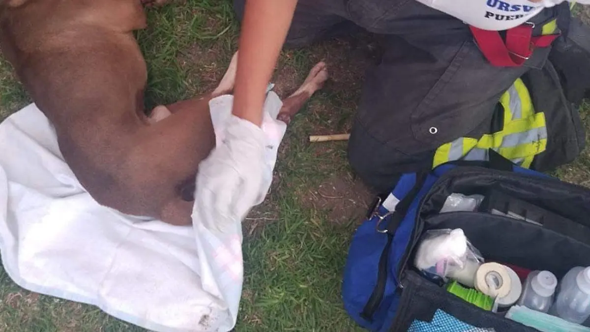 En Puebla, perro cae de un cuarto piso y muere
