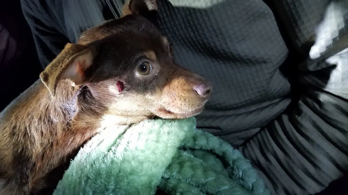 Foto Perro
