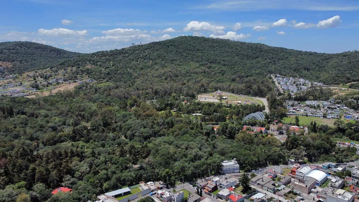 Día Nacional del Árbol: Deforestación crece aceleradamente en Puebla