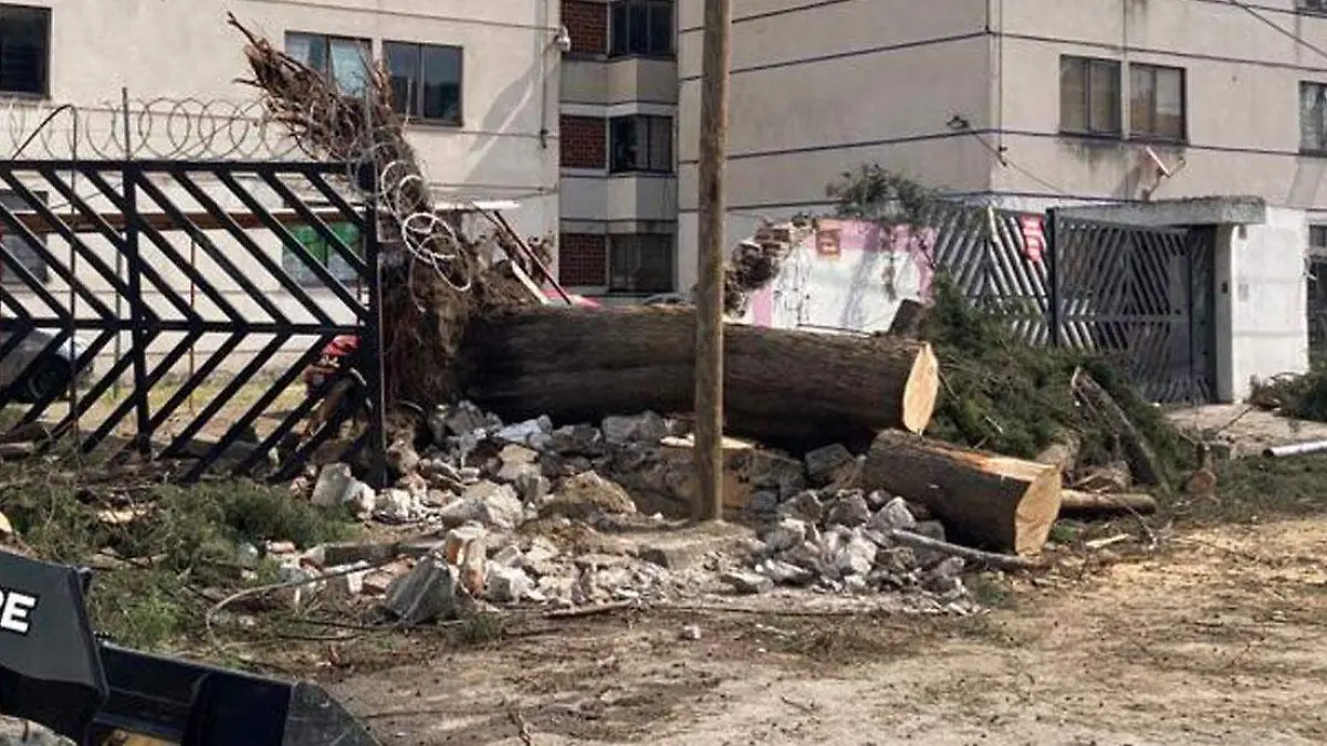 arbol cais