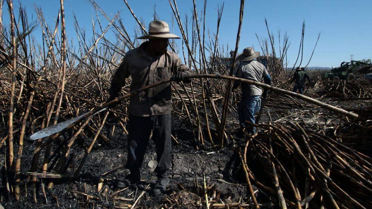 Caña de azúcar tendrá su peor cosecha de los últimos 4 años en 2023 - El  Sol de Puebla
