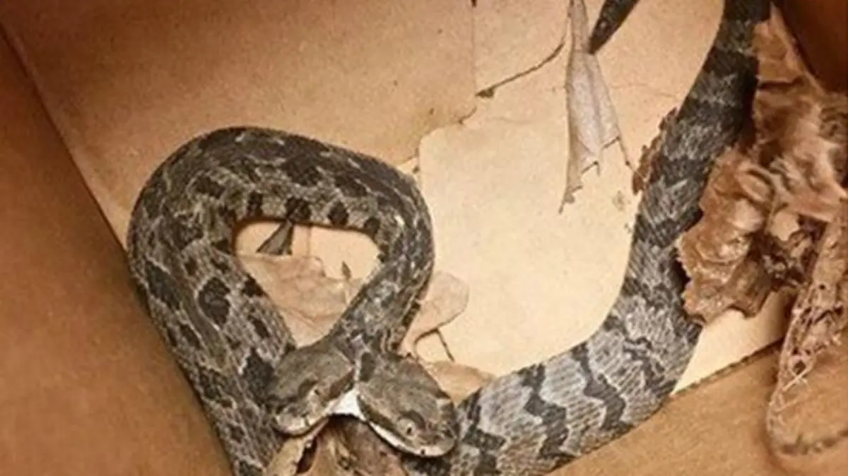 Serpiente de dos cabezas 1