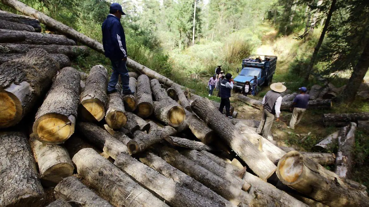 tala de árboles en ixtacamaxtitlán 3