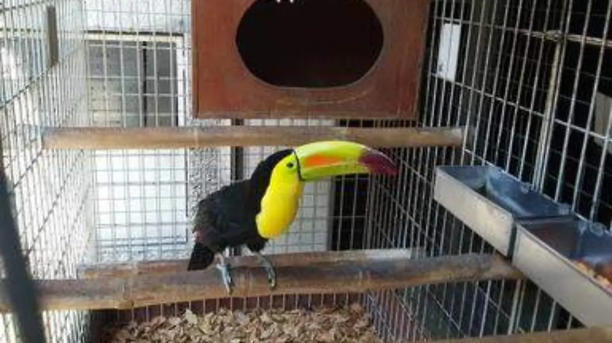 tucan tierra exotica