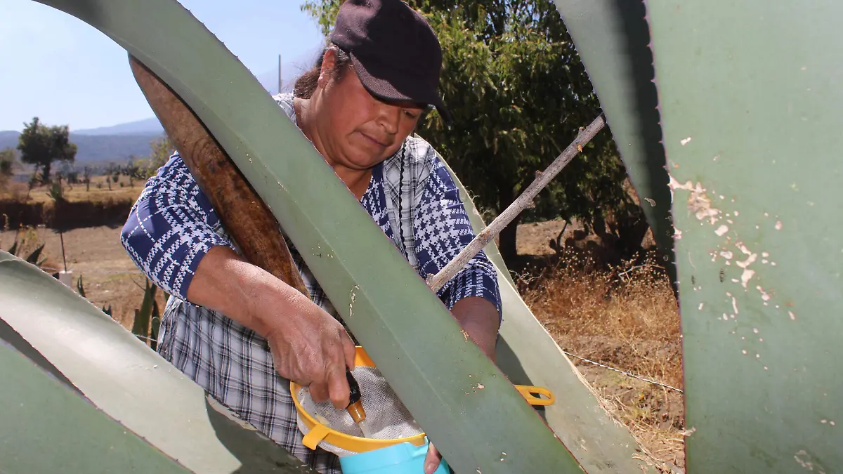 PULQUE-SAN MATEO OZOLCO BIBIANAD 23022022017