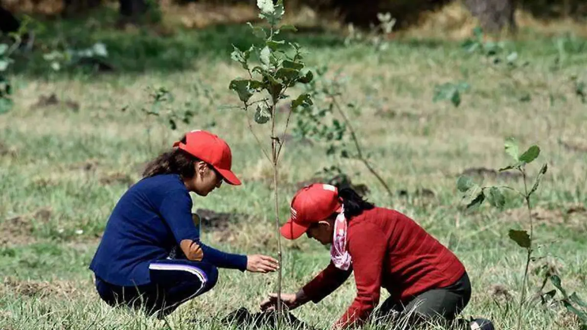 plantacion-de-arboles