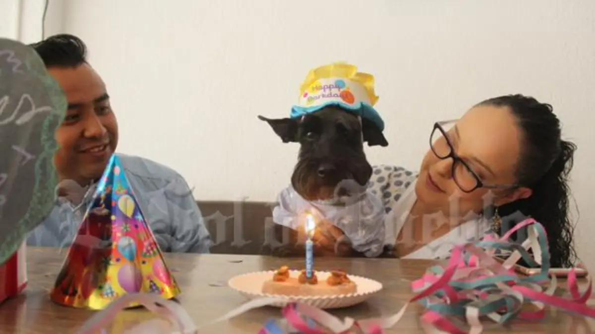 Comida PERRO1