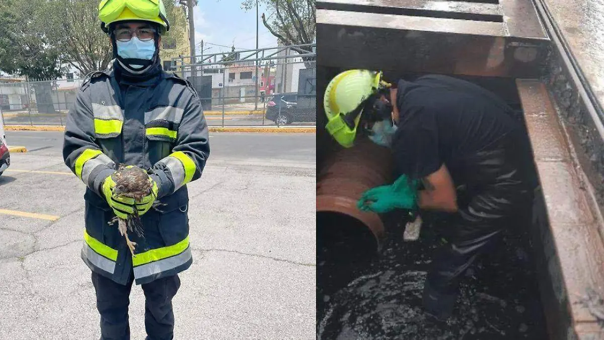 BUAP busca nombre para halcón rescatado de una alcantarilla en la universidad
