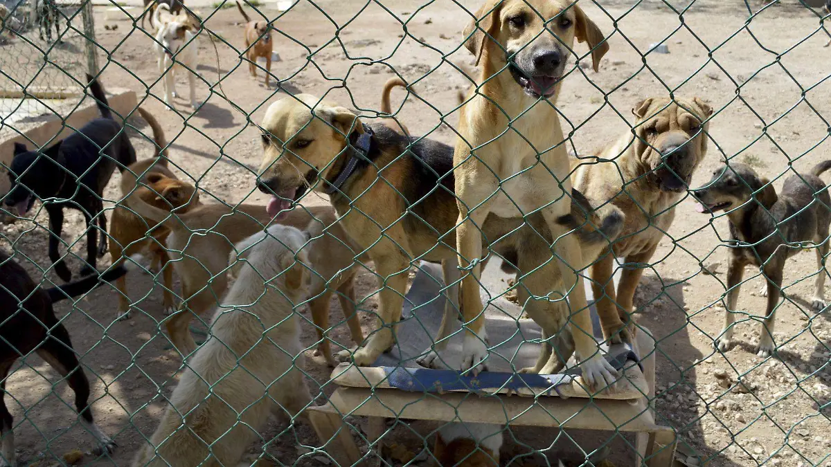 Los refugios tienen una gran variedad de canes que pueden ser tus mascostas