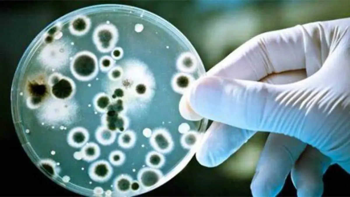 infecciones-hongos-vaginales-candidiasis-vaginal