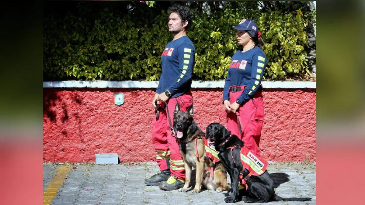 canes cruz roja turq