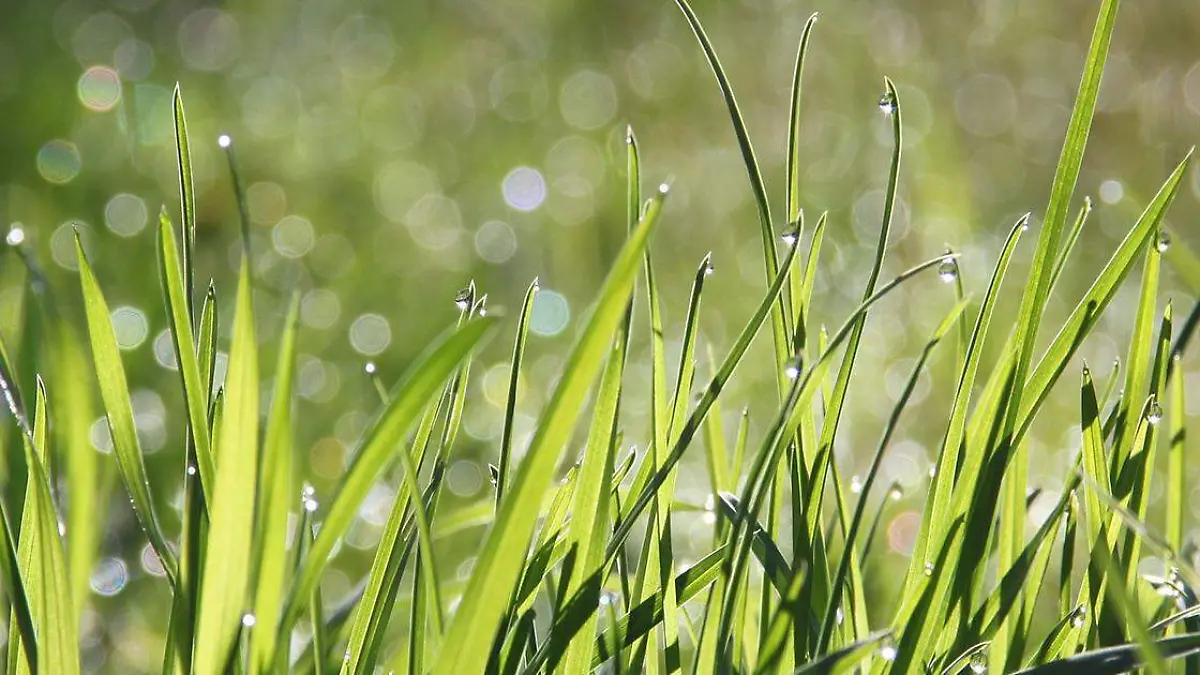 Los municipios de Puebla deberán privilegiar a partir de mañana que el riego de parques y jardines se realice preferentemente con agua residual tratada