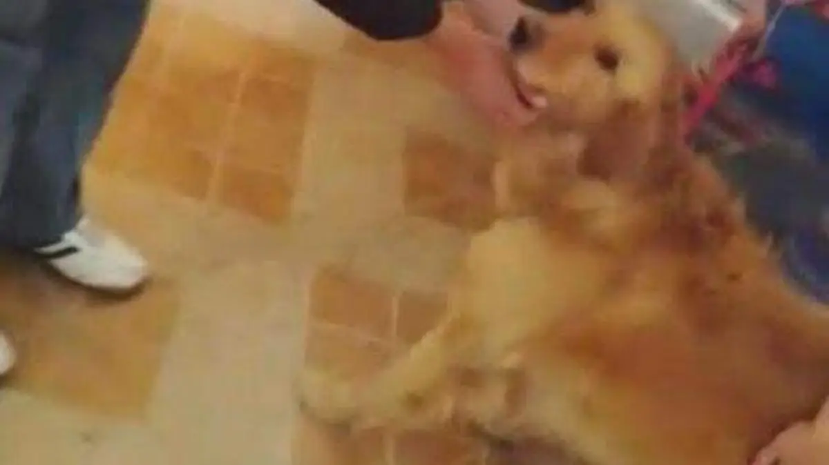 perro arrastrado puebla