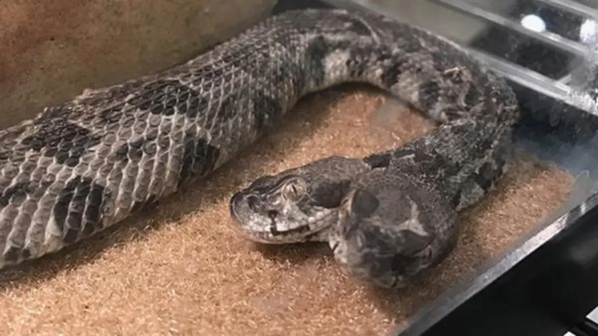 Serpeinte de dos cabezas