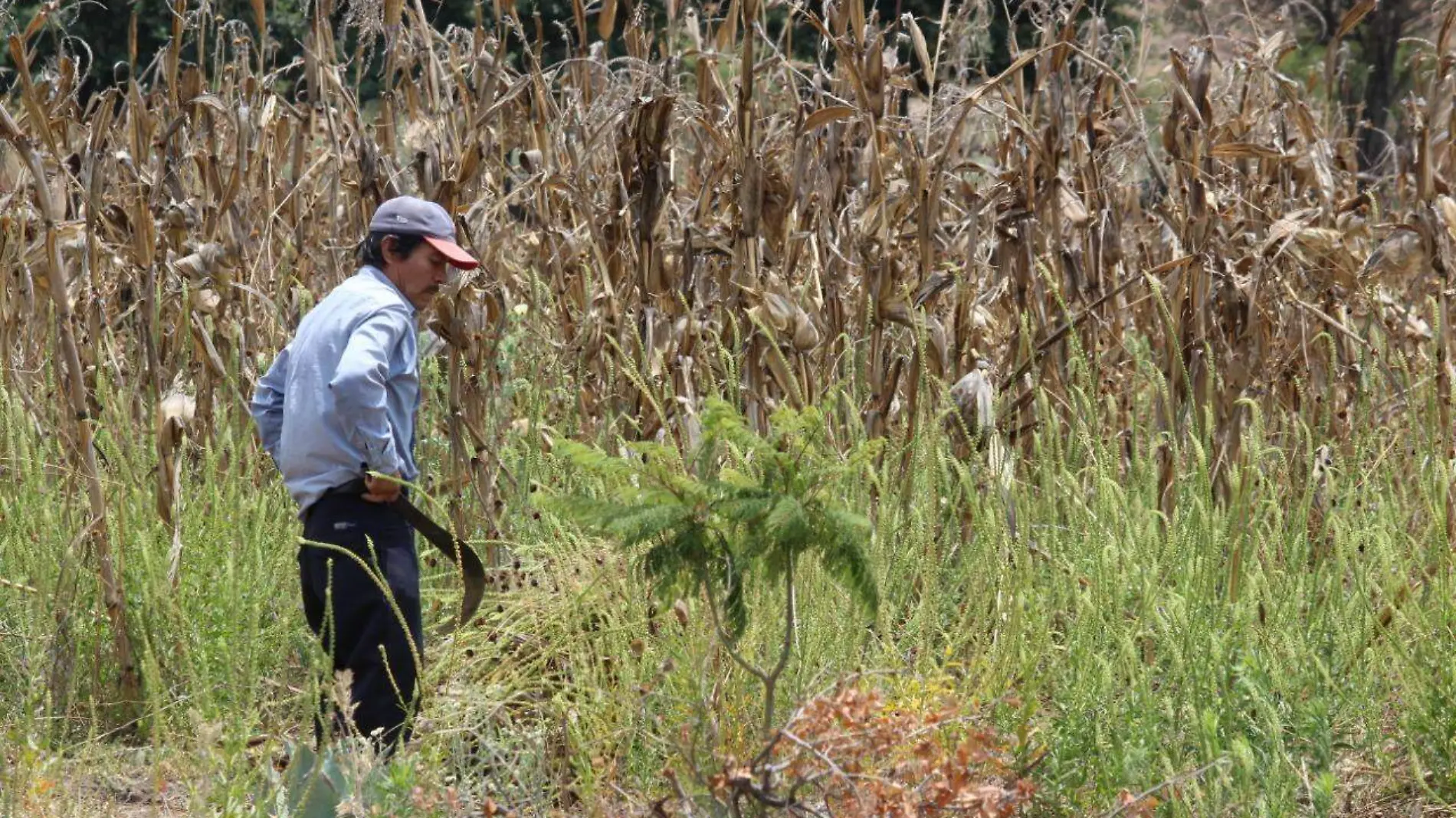 Sequía orilla a campesinos de San Andrés Azumiatla a abandonar sus tierras dos