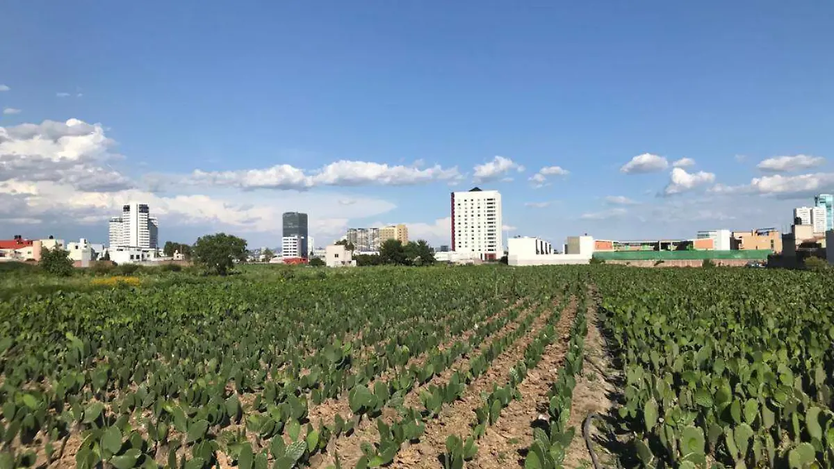 nopal