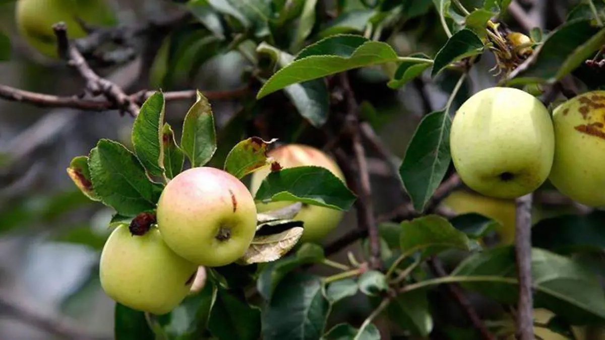 La manzana panochera se ubicó en el primer lugar nacional por su producción