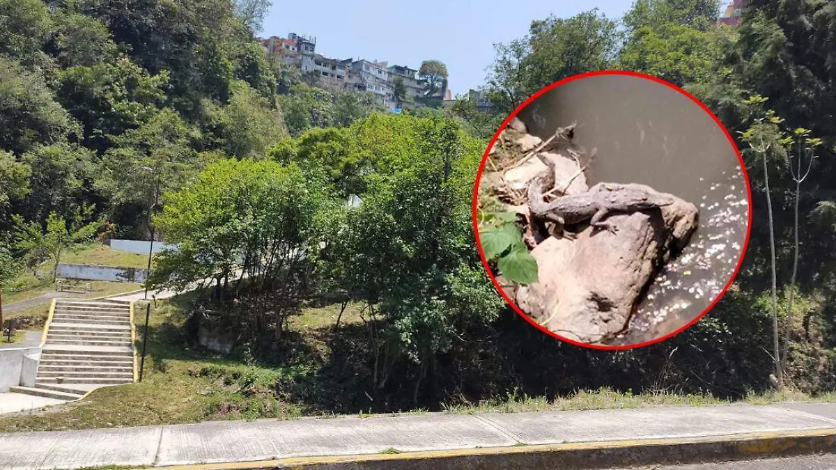 Aseguan qué aún se desconoce la procedencia de este reptil