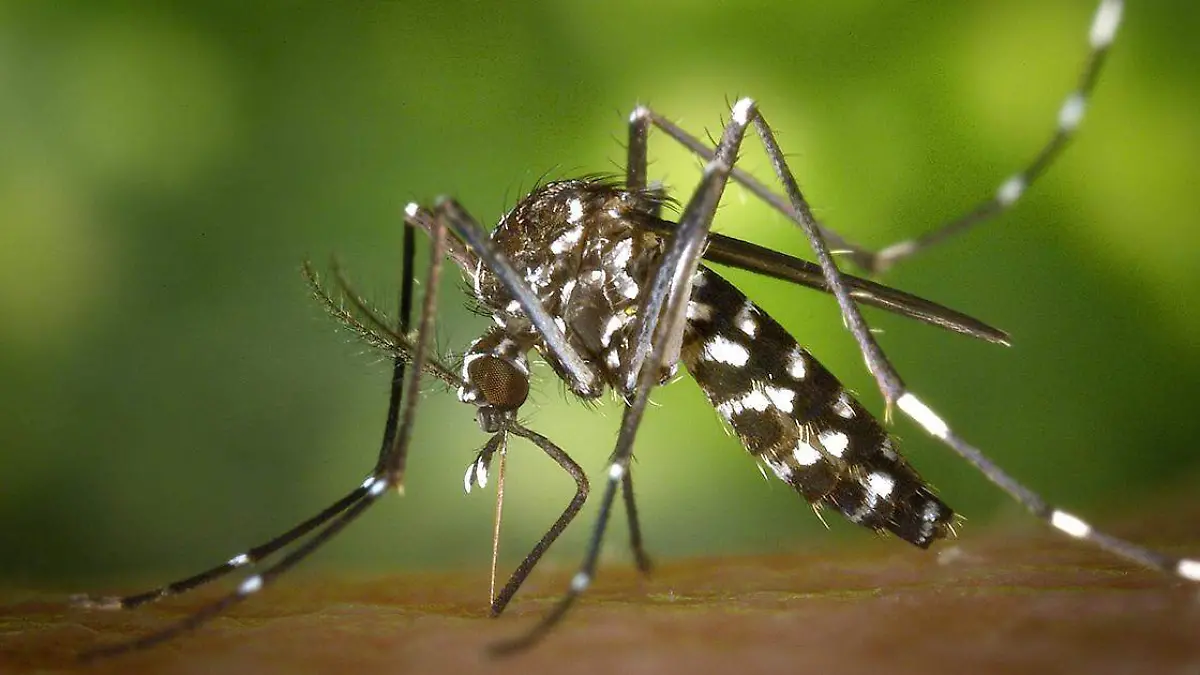 Ya son 43 casos de dengue los que ha registrado Puebla en lo que va de la temporada