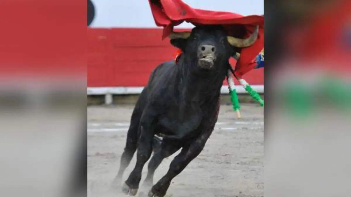 torito52pbn