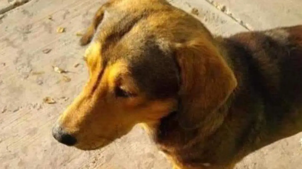 RODOLFO TWITTER @Tigre_Aguilar_C