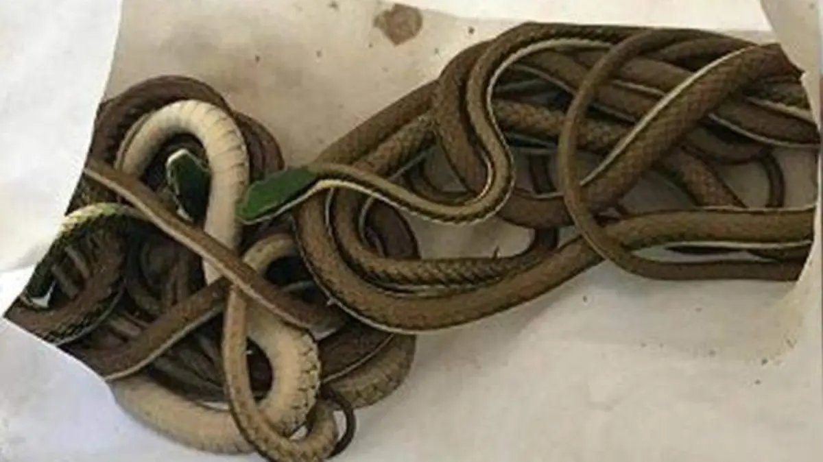 aseguran reptiles2