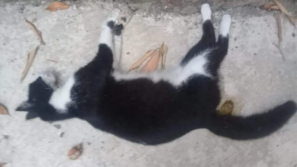 ANIMALES ENVENENADOS 4 FotoCortesia