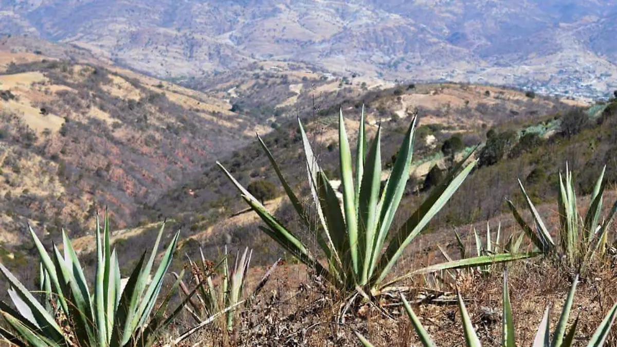 AGAVE MIXTECO - Brisselda Sarabia