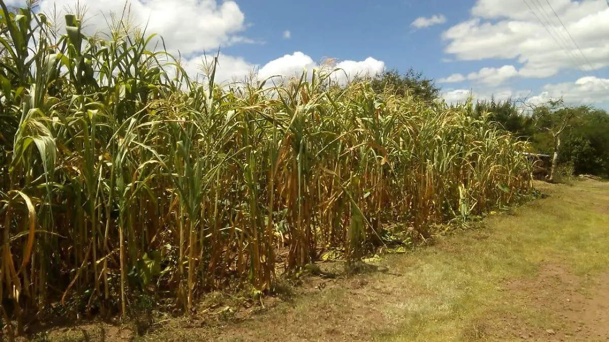 CULTIVO DE MAIZ