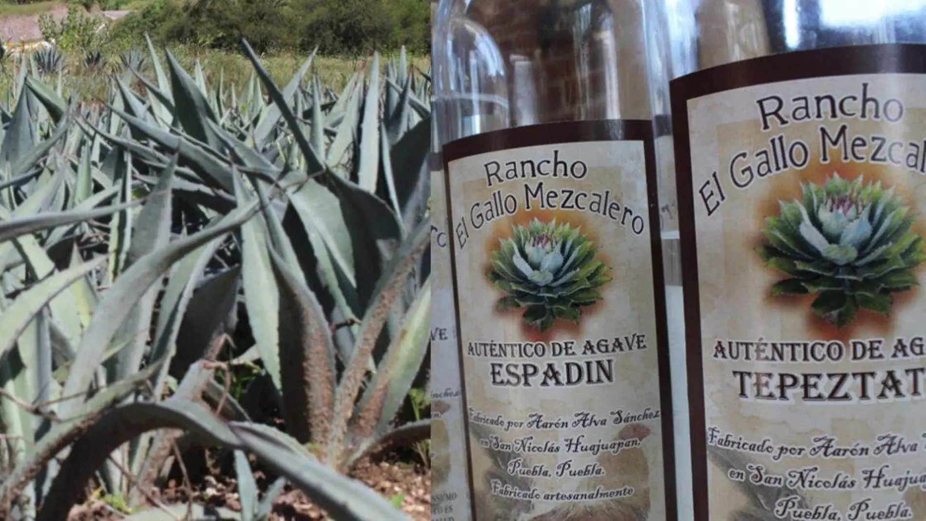 mezcal