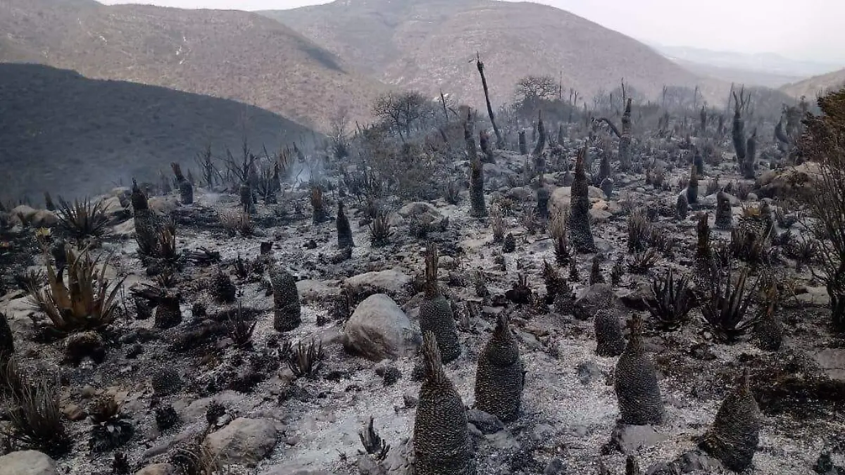 INCENDIO TLACOTEPEC 01