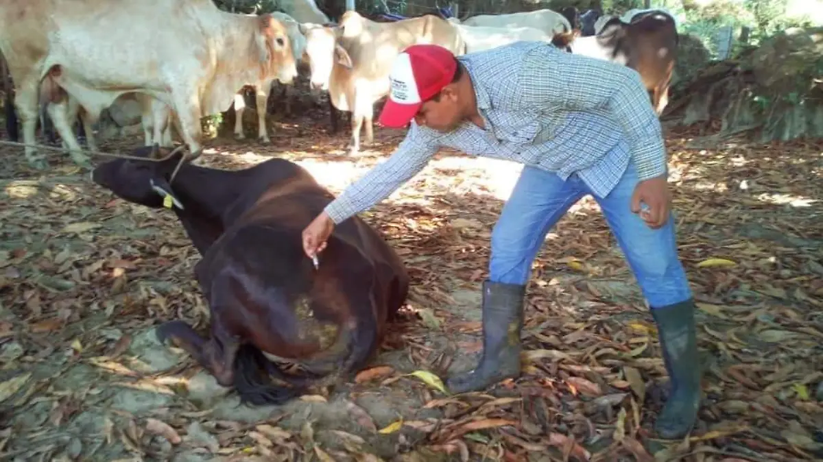 RABIA PARALITICA 3 Foto Guillermo Mundo