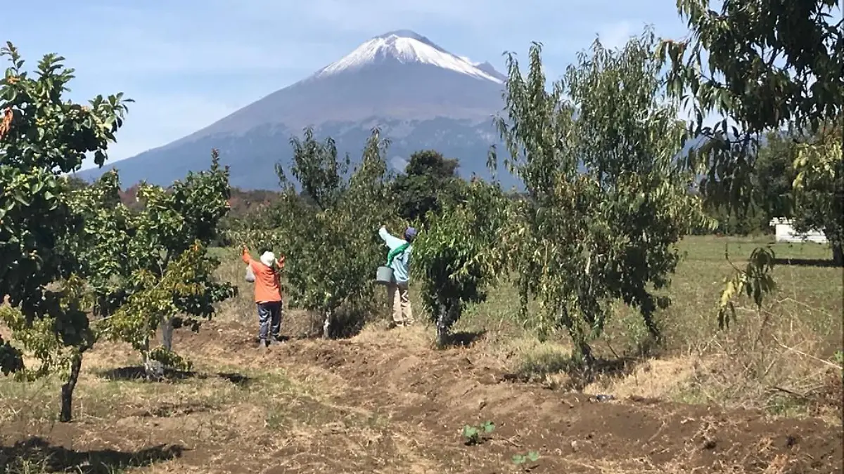 capulin