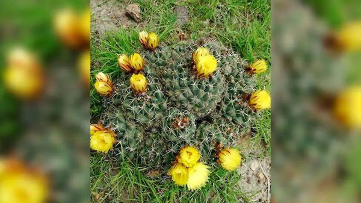 ECOLOGÍA