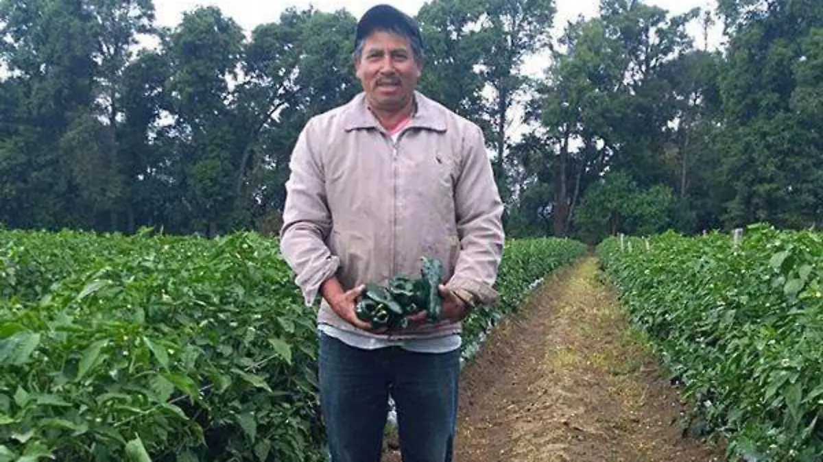 CHILE POBLANO