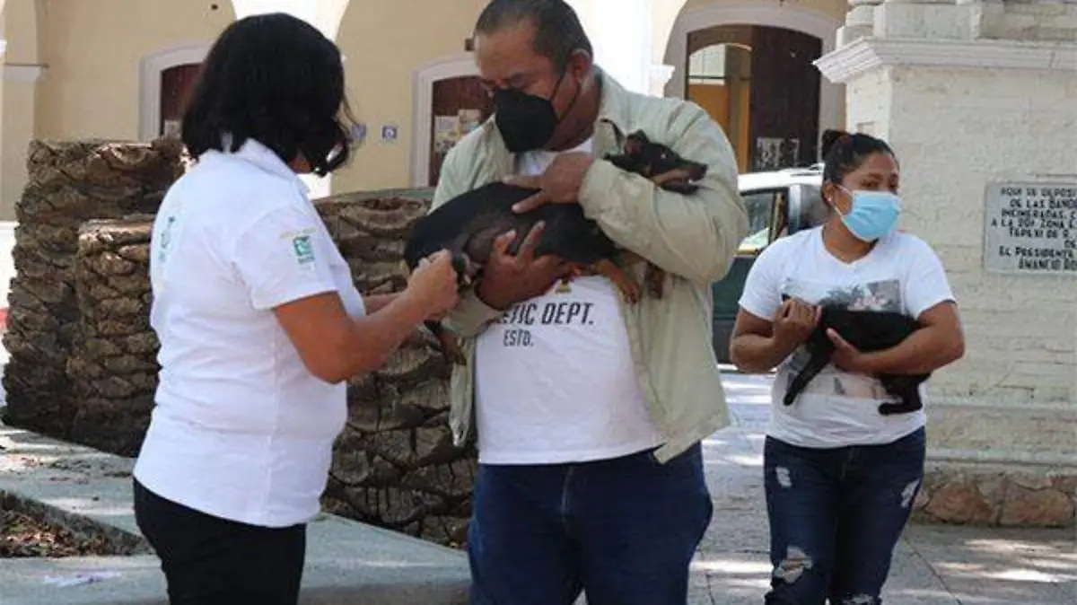 VACUNACION MASCOTAS TEPEXI