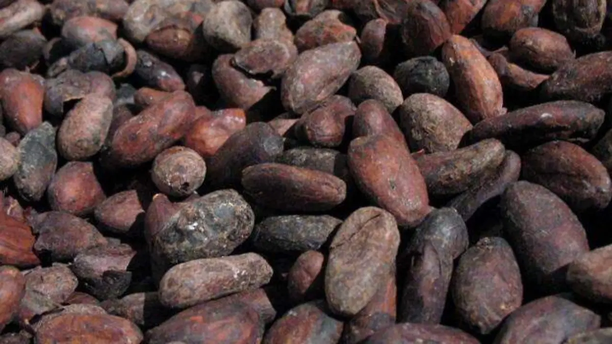 Cacao-roasted_Emmanuel boutet