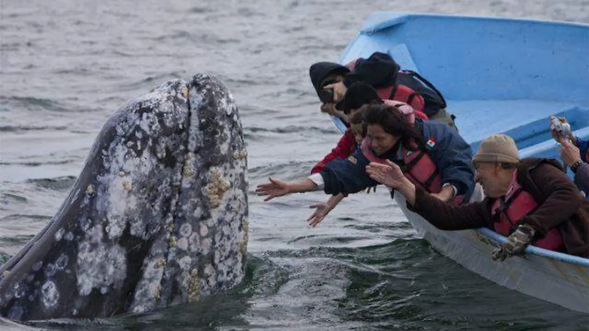 FESTIVAL DE LA BALLENA AZUL